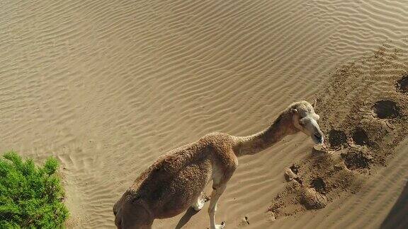 阿联酋无人机鸟瞰沙漠中的骆驼群