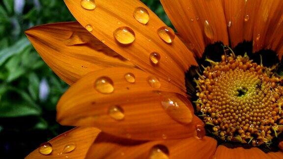 雨中的橙花