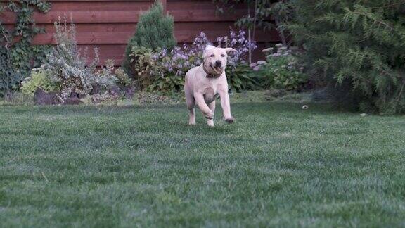 小狗在草地上跑着嘴里叼着一个玩具