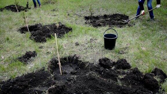 在地上种植新松
