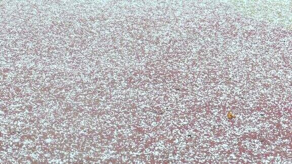 冰雹碎片落在操场的红色橡胶涂层上