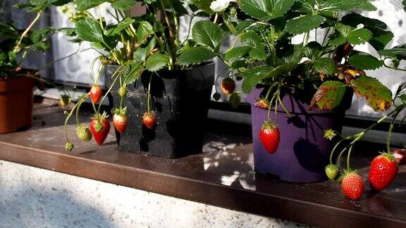 新鲜成熟的红草莓在花盆中高清