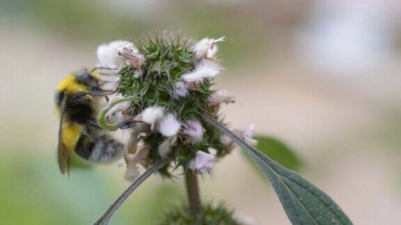 在开花的益母草上采集花蜜或花粉的大黄蜂