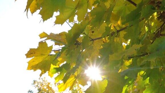 在一个阳光明媚的秋日里相机沿着黄色的枫叶拍摄