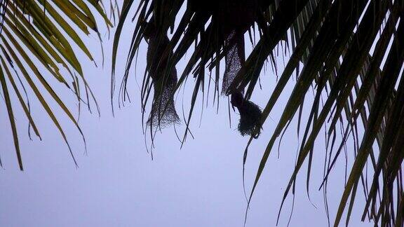 风中的椰子树上的鸟巢