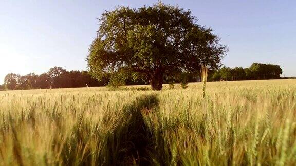 田野中央的一棵孤独的树替身拍摄