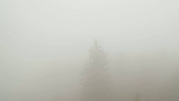 浓雾笼罩着森林