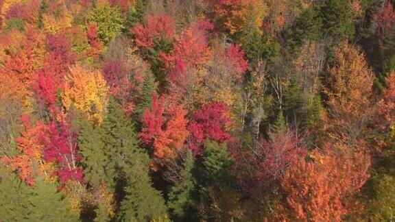 空中特写:树叶在多彩的秋天森林中变成红色和黄色