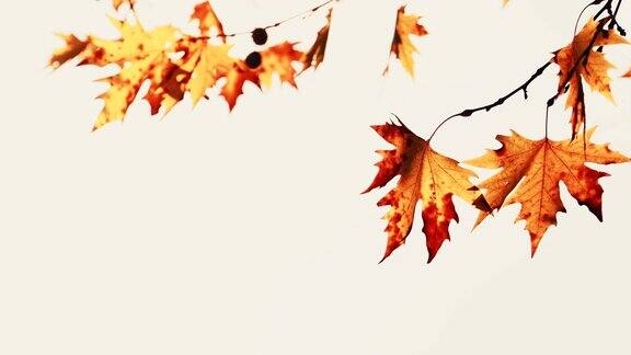 秋天枫树的叶子映衬着明亮的天空