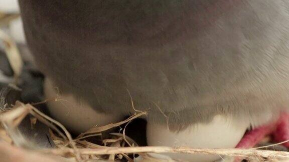 鸽子在自家的窝里孵蛋