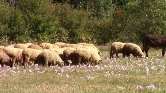 骡子走在羊群前面领着羊群在蓝色的草地上