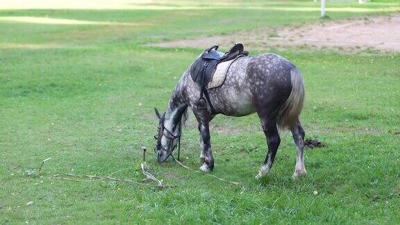 一匹马在足球场的草地上吃草