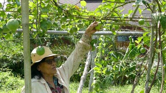 年老的亚洲泰国女人与新鲜的绿色生百香果在树上