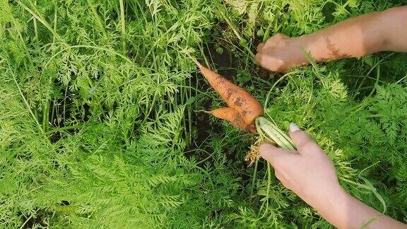 蔬菜种植女人的手把胡萝卜从地里拔出来捆成一捆概念收获季节由园丁和生态有机产品