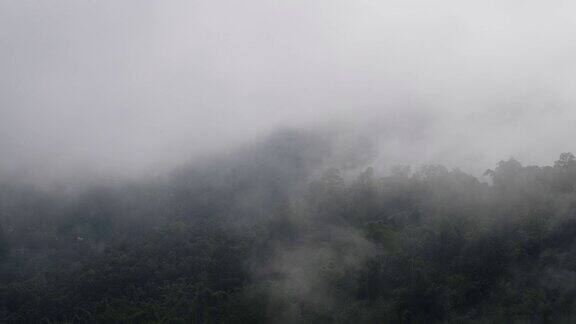 在有雾的日子里森林里的绿色山脉景观