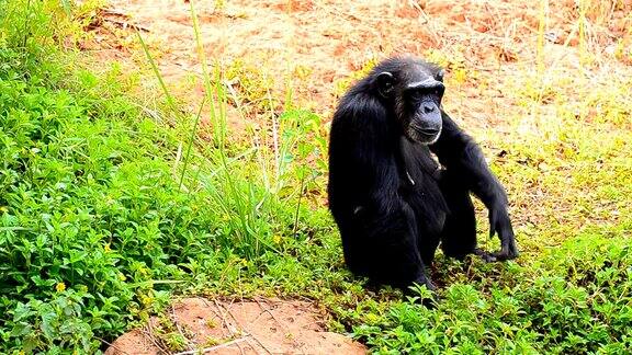 母亲和幼小的黑猩猩