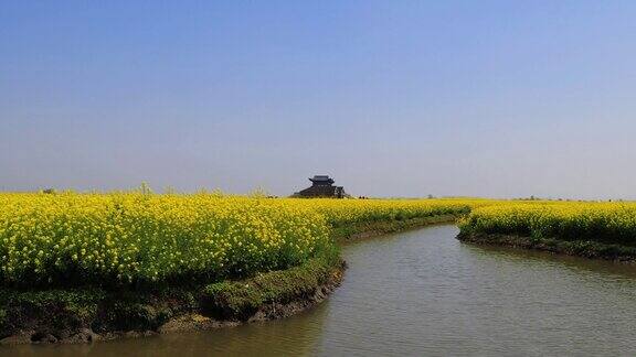 岛上油菜花兴化