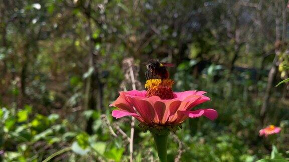 蜜蜂为花朵授粉