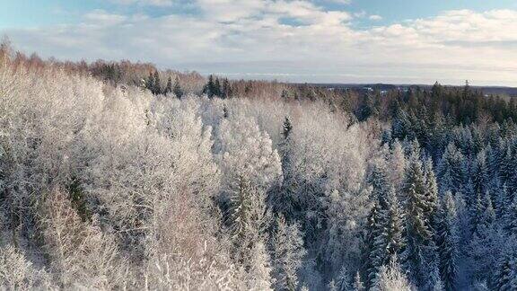 冬季森林仙境