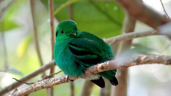 绿喙鸟(绿萼鸟)颜色鲜艳