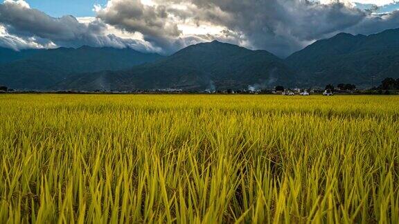 这里的稻农仍然手工种植和收割