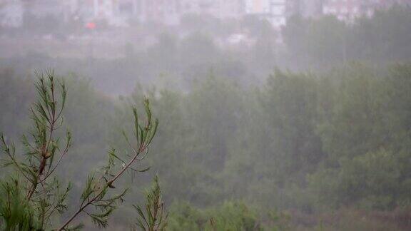 土耳其安塔利亚秋天的大雨从Konyaalti区松树林的窗口望去