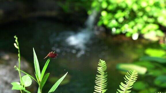 蜻蜓水边的一颗小草上休息
