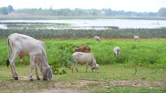 牛在湖附近的牧场吃草