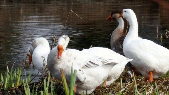 池塘上的一群白鹅和黑天鹅