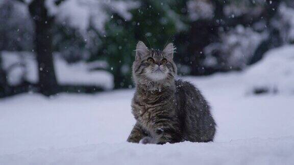 特写:可爱的照片一只棕色的猫得到了一个小雪球的脸