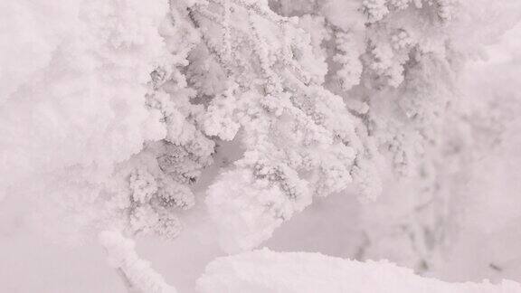 树枝上结了一层白霜带霜的云杉在暴风雪中随风摇摆低温霜冻的天气树上覆盖着一层白霜