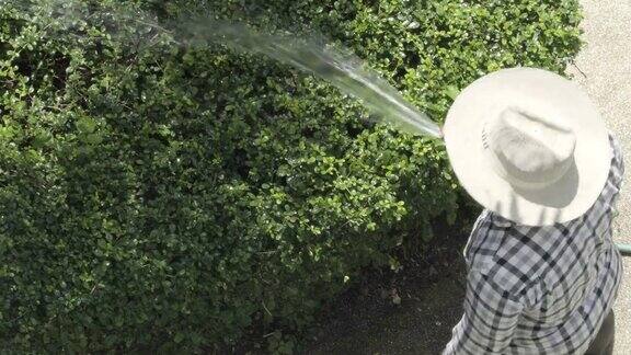 戴着白帽子的人在花园里给树浇水