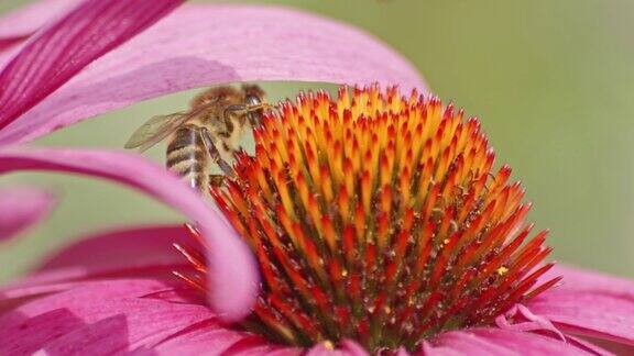 一只忙碌的蜜蜂在橙色圆锥花的花瓣下喝花蜜的极端特写日间特写镜头