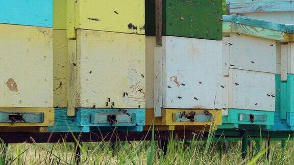 蜂箱入口处有大量蜜蜂