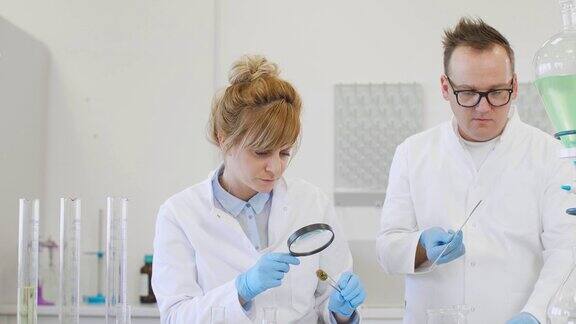 两名科学家在实验室检查大麻花蕾和CBD油