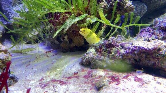 黄带鳗鱼探出地洞生活在热带海底
