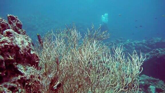 珊瑚礁上健康的水下柳珊瑚海扇