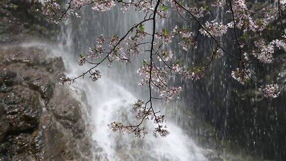 樱花瀑布