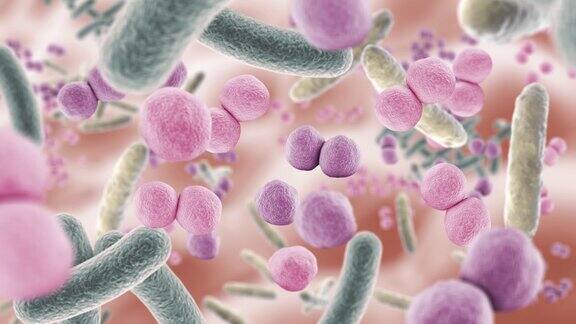 在肠道中漂浮的有益微生物健康的微生物群