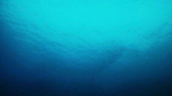 地中海海洋生物-游泳的小鱼群