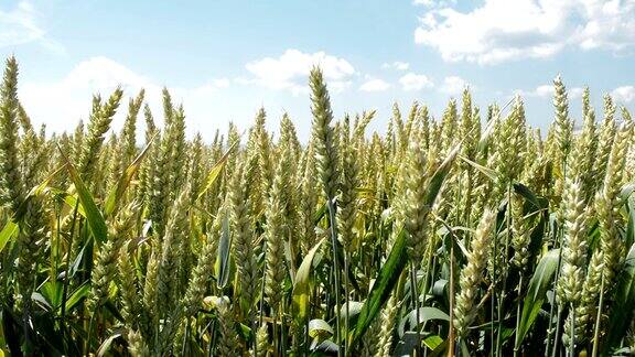 耕地中的小麦和谷类