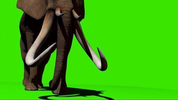 大象在绿屏上行走