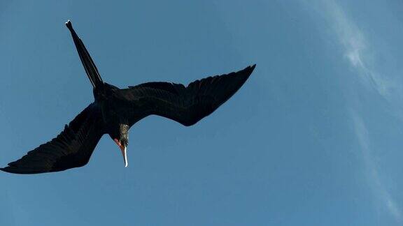 加拉哥斯群岛的军舰鸟从下面俯瞰