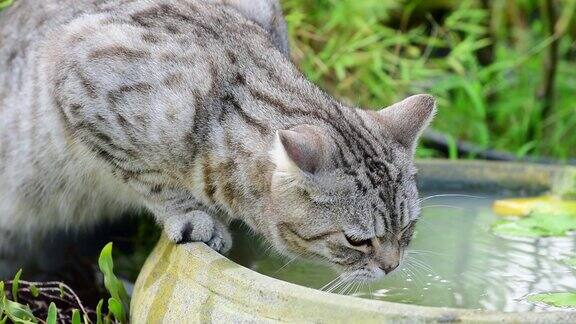 慢镜头可爱的虎斑猫美丽的黄眼睛在绿色花园的莲花泥盆喝水