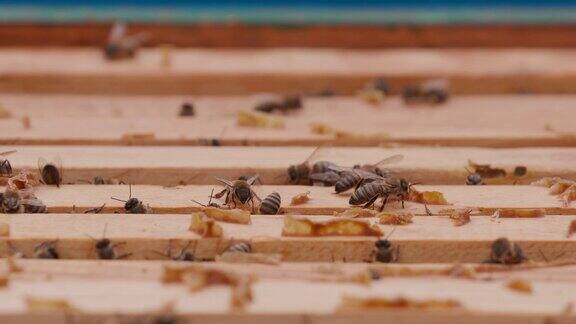 近距离观察打开的蜂箱显示的框架居住的蜜蜂