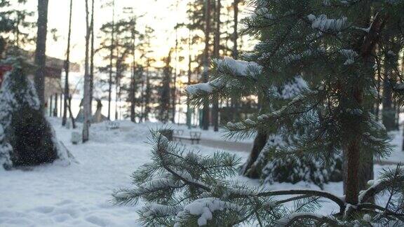 雪花优雅地从云杉的树枝上落下