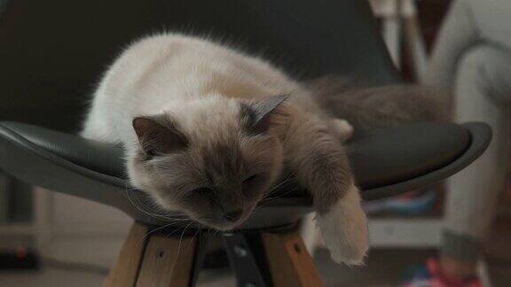 可爱的猫睡在家里的椅子上
