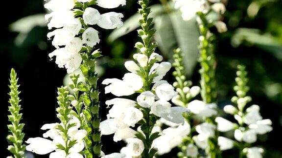 白色的花在花园里铃铛4k