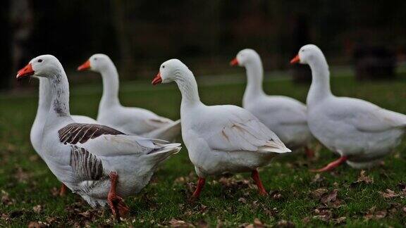 城市公园里的鹅群成群的鸭子鸭子向湖边走去