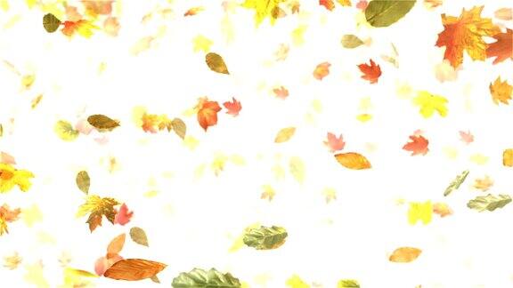 秋天秋叶(白色)-循环